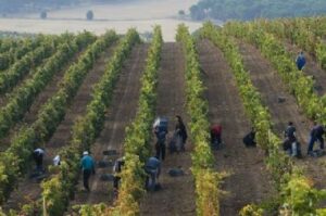 Lee más sobre el artículo Circe coordina un proyecto europeo para producir vino de una forma más sostenible