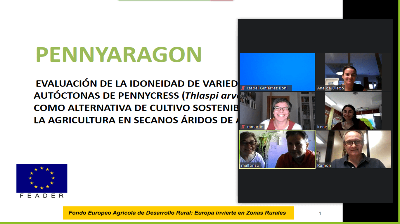 En este momento estás viendo Proyecto Pennyaragon: evaluación de la idoneidad de variedades autóctonas de pennycress (thlaspi arvense) como alternativa de cultivo sostenible para la agricultura en secanos áridos de Aragón