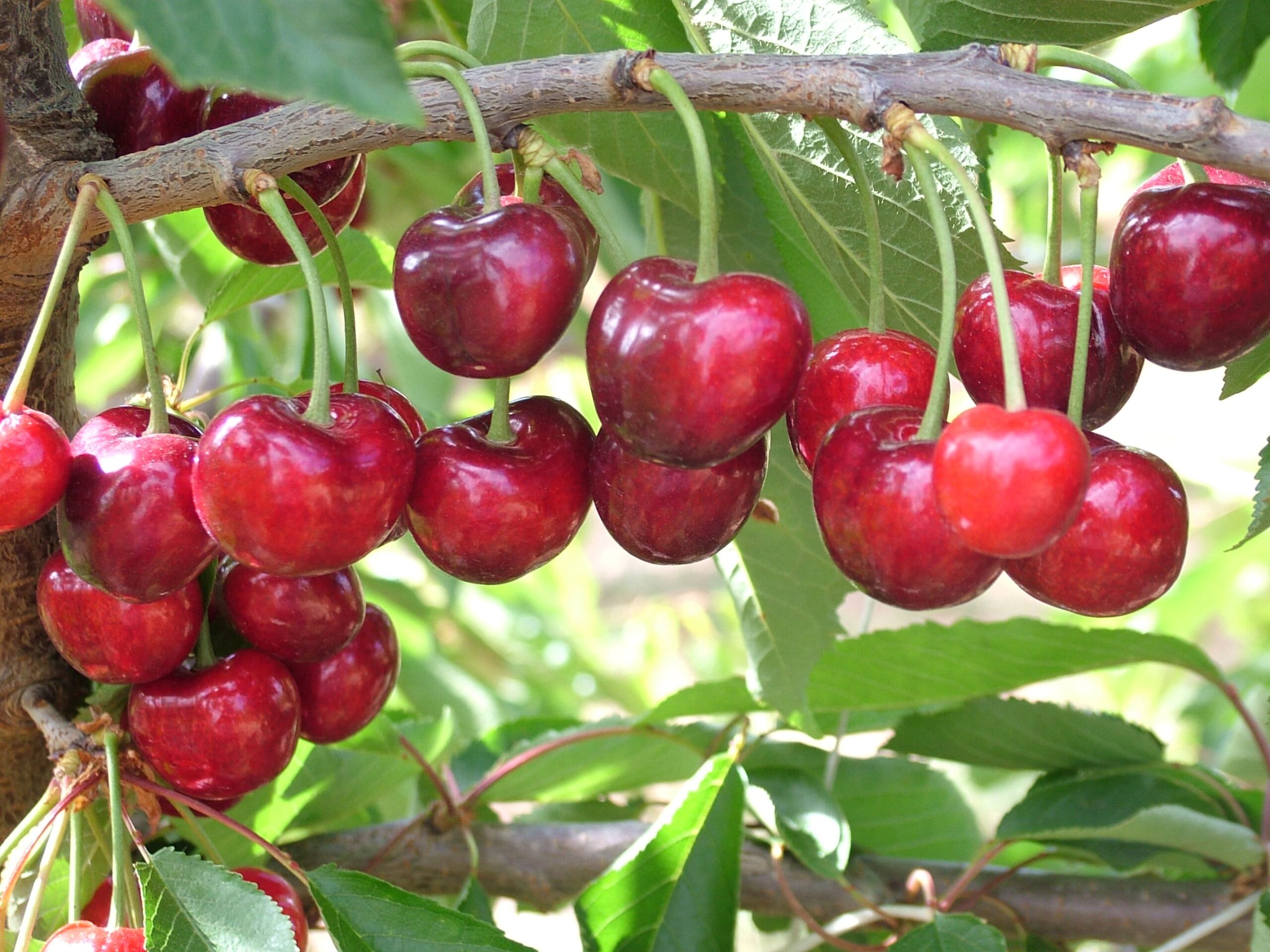 En este momento estás viendo CEREZA+i: Un proyecto para exportar cereza aragonesa hacia los mercados lejanos