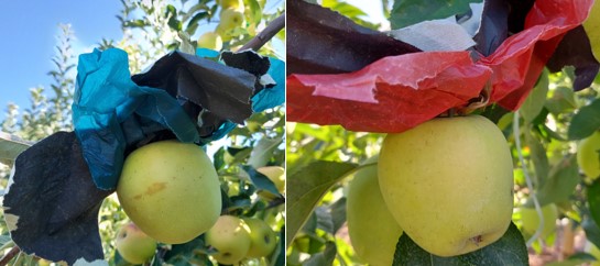 En este momento estás viendo Dando color a la manzana