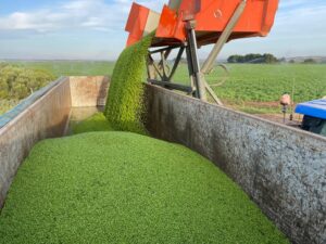 Lee más sobre el artículo Impulso el cultivo ecológico del guisante en las Cinco Villas (Aragón)